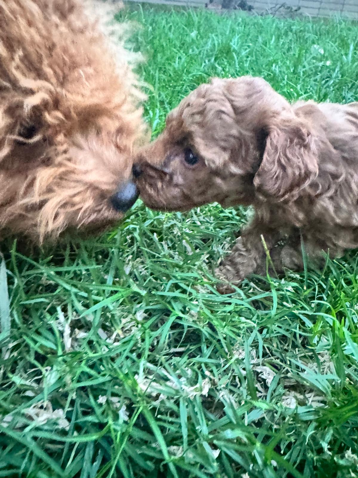 Breeder with Toy Poodles at home
