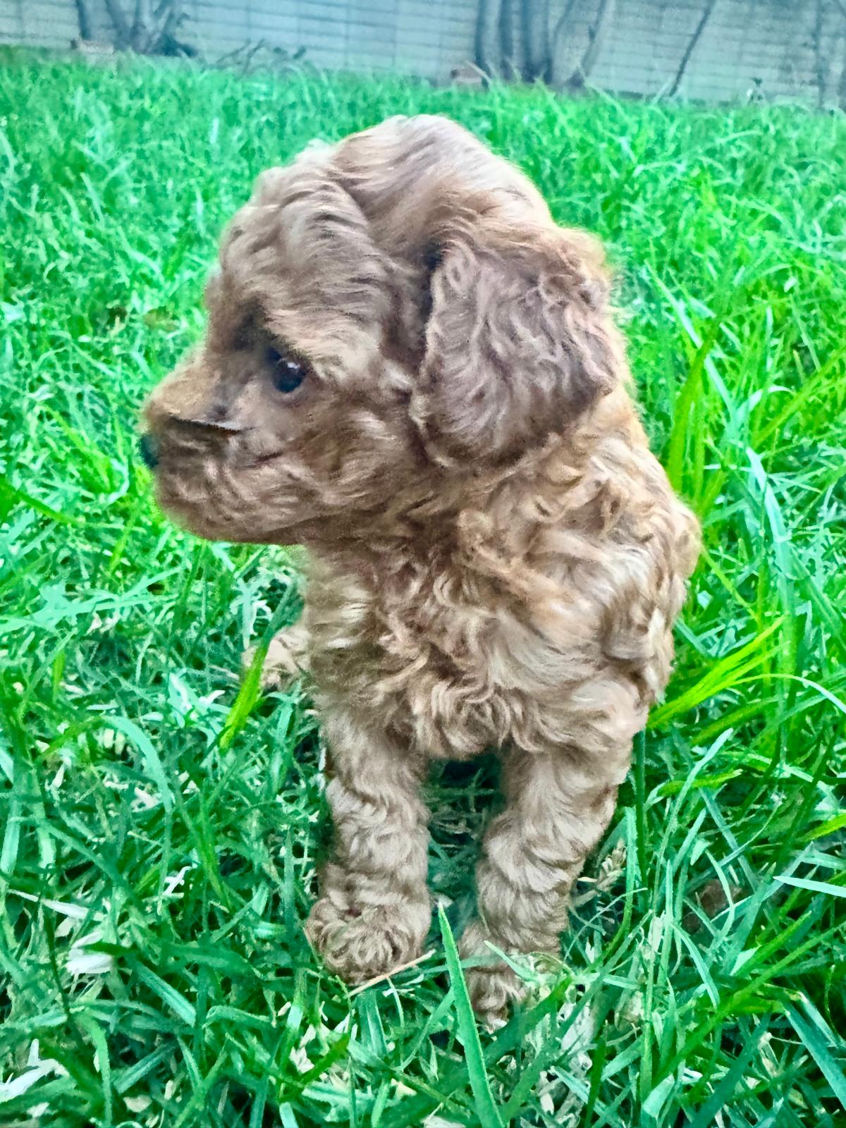 Red Toy Poodle puppy touching noses with an adult poodle