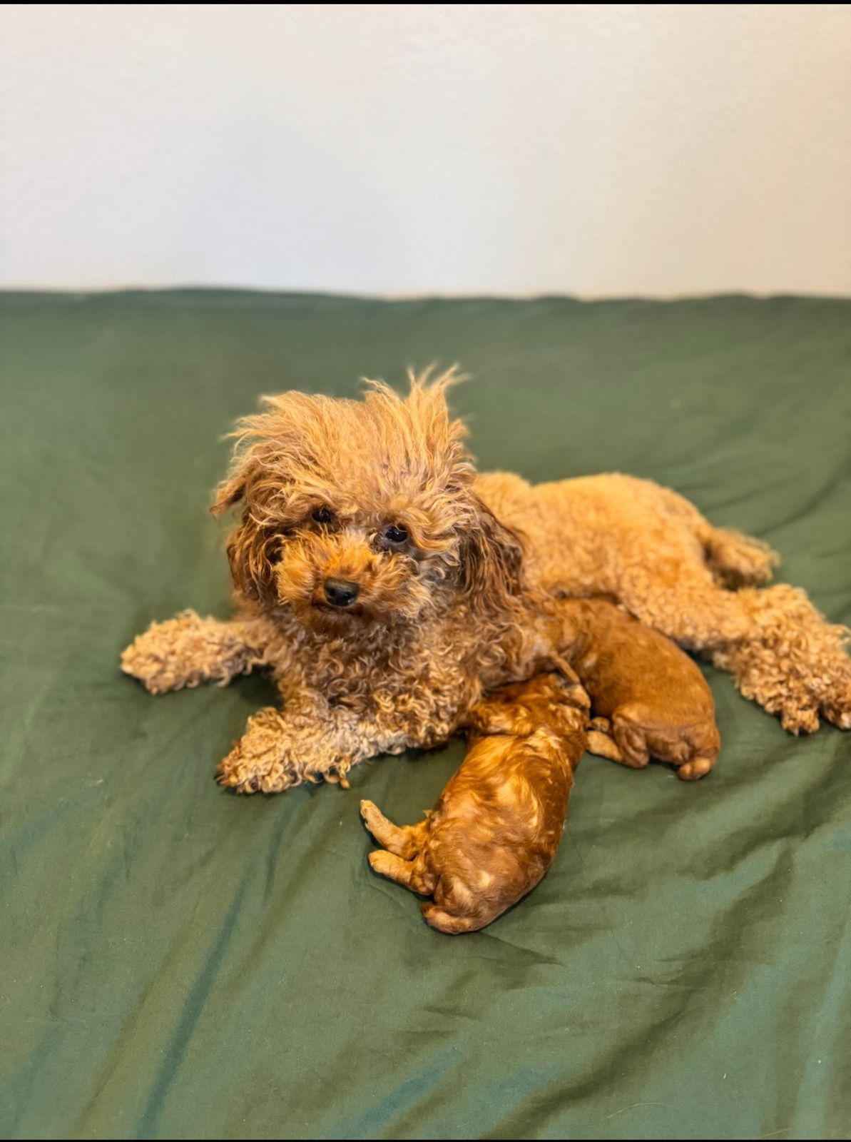 Red Toy Poodle puppy standing in grass