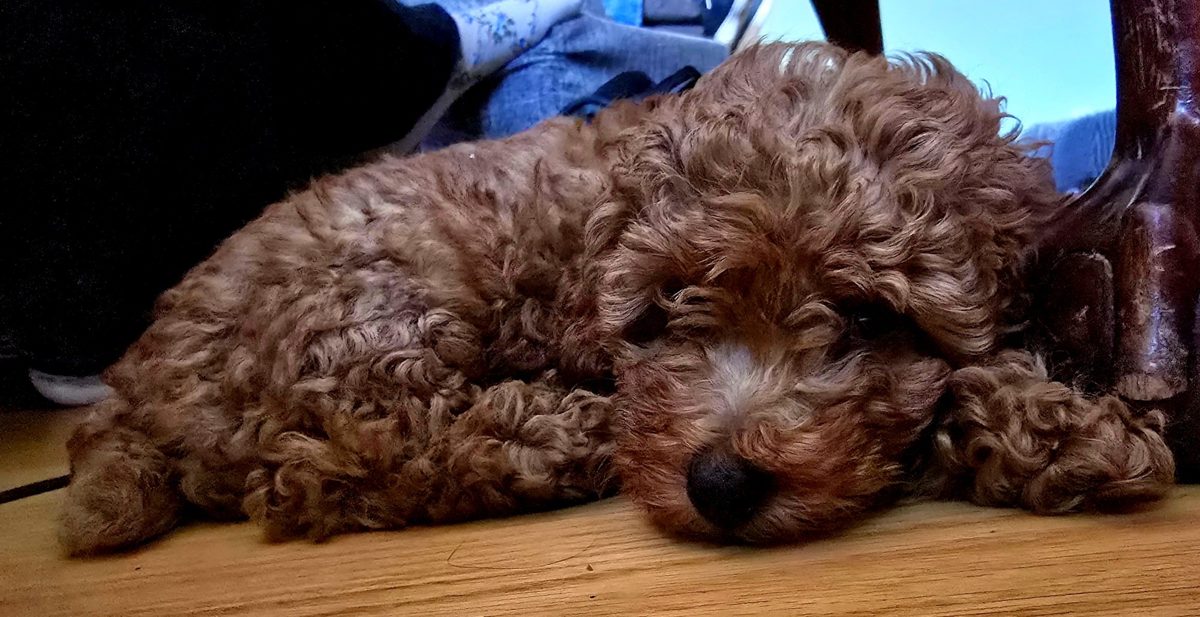 Claude the red Toy Poodle puppy napping