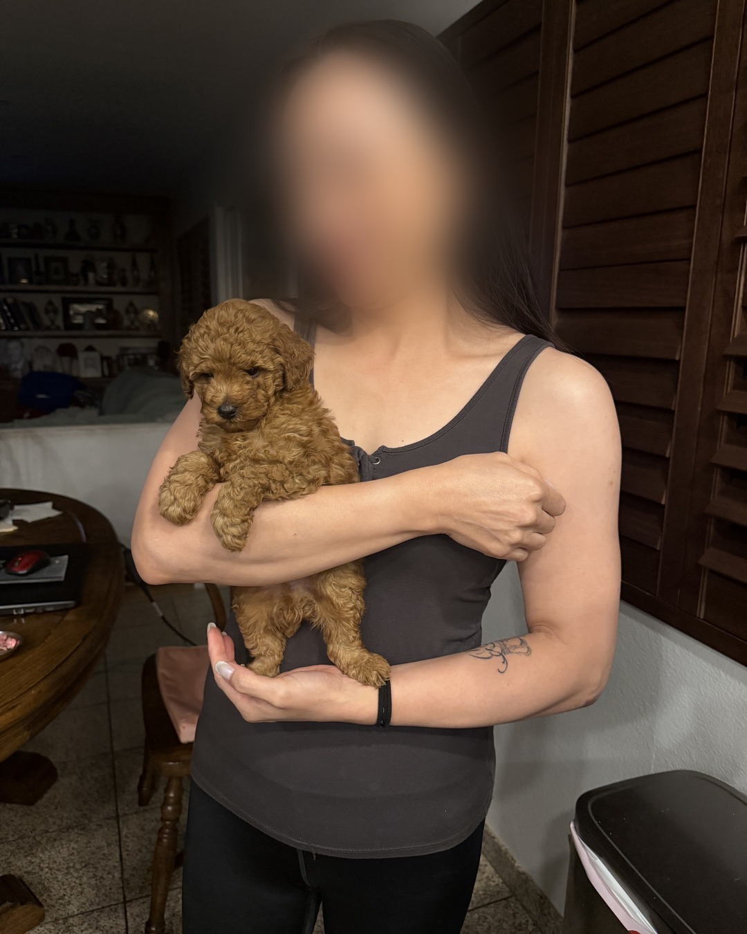 Claude, a red Toy Poodle puppy, held by his person