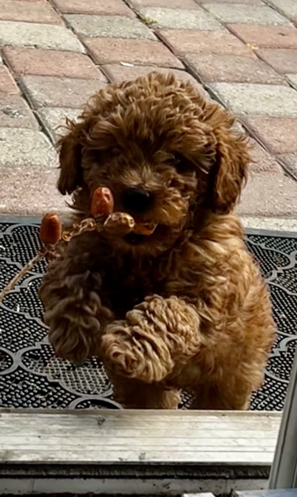 Claude the red Toy Poodle puppy at the door with a string of dates