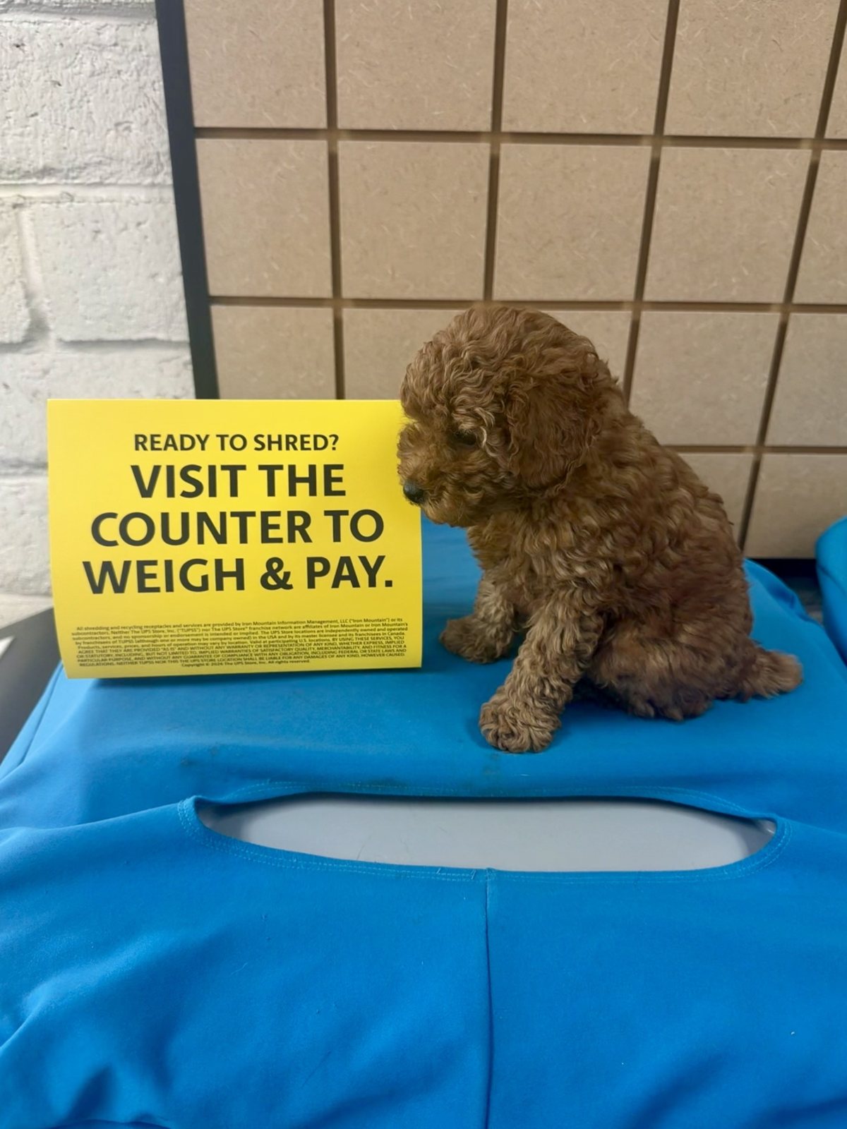 Claude the red Toy Poodle puppy sitting up, curious