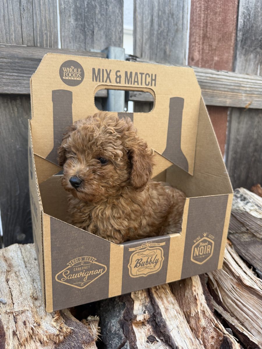 Claude the red Toy Poodle puppy peeking out of a cardboard wine carrier