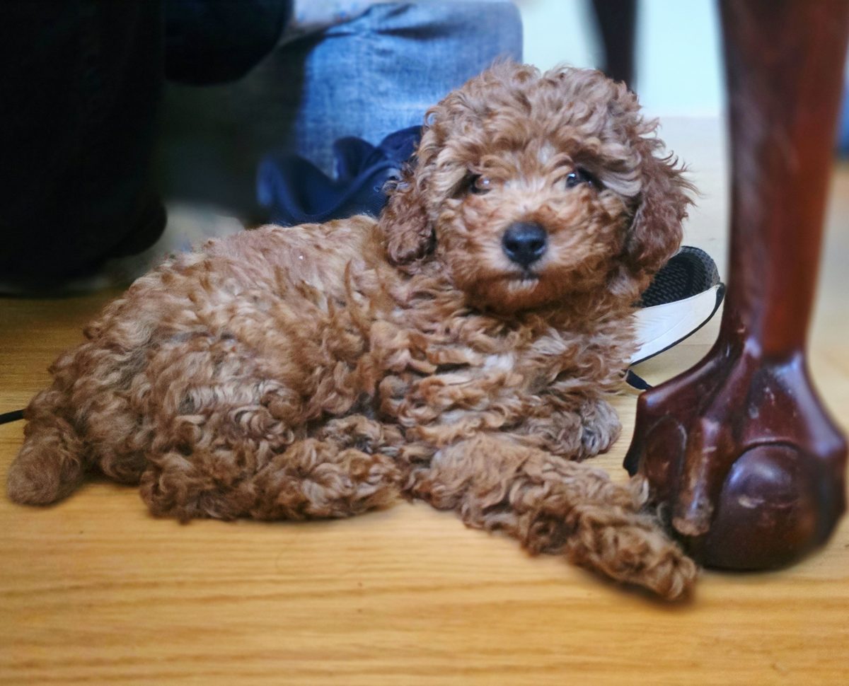 Claude the red Toy Poodle puppy lying down, looking at the camera