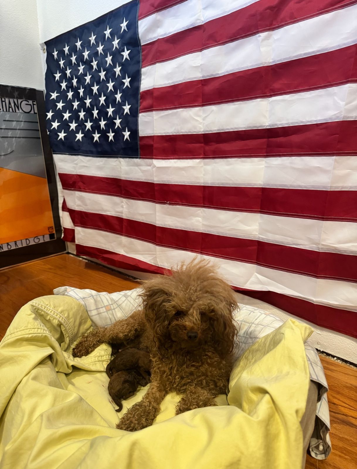 Toy Poodle dam resting