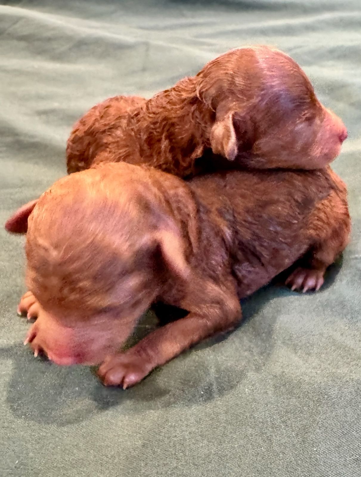 Two sleeping newborn red Toy Poodle puppies