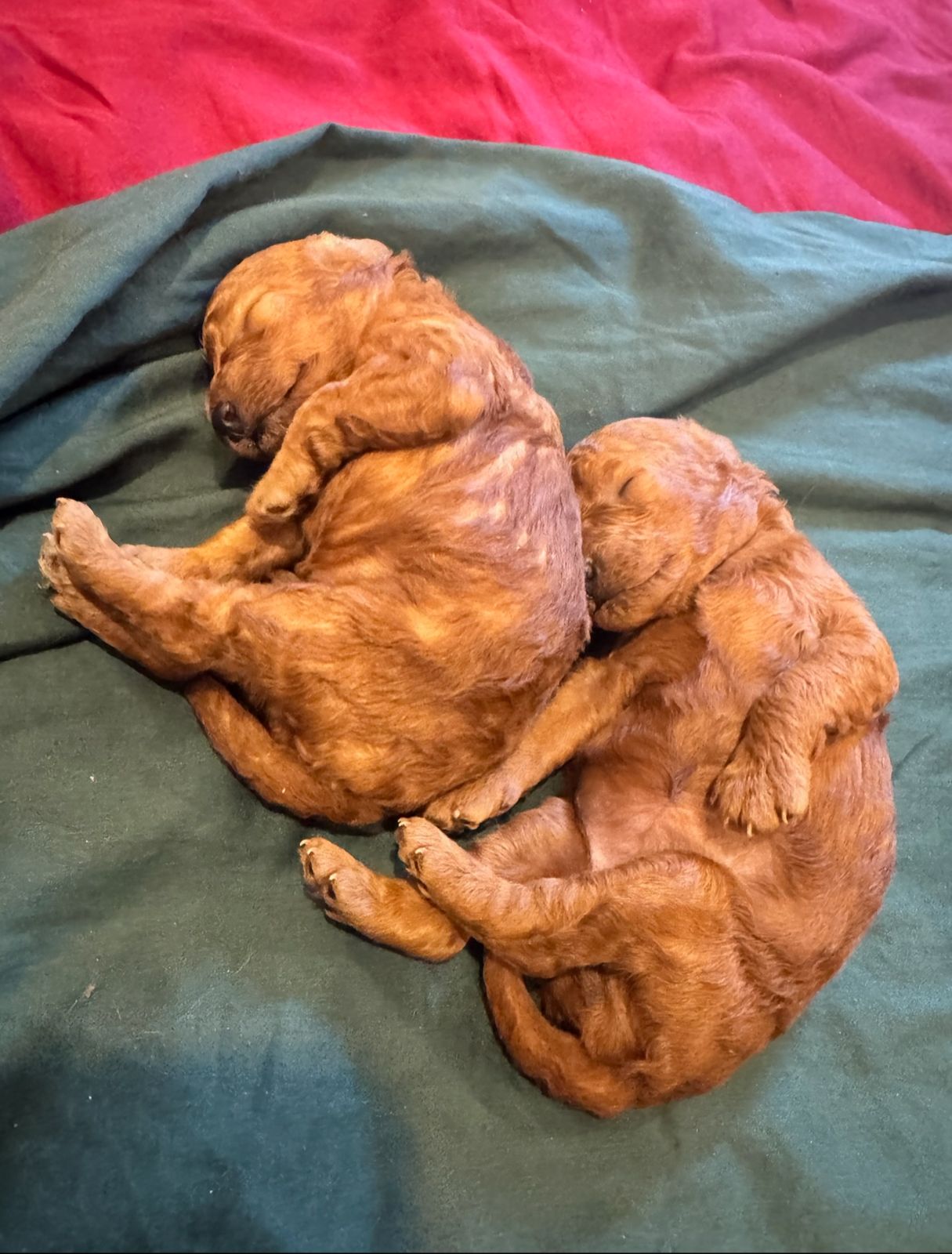 Two sleeping newborn red Toy Poodle puppies cuddled together