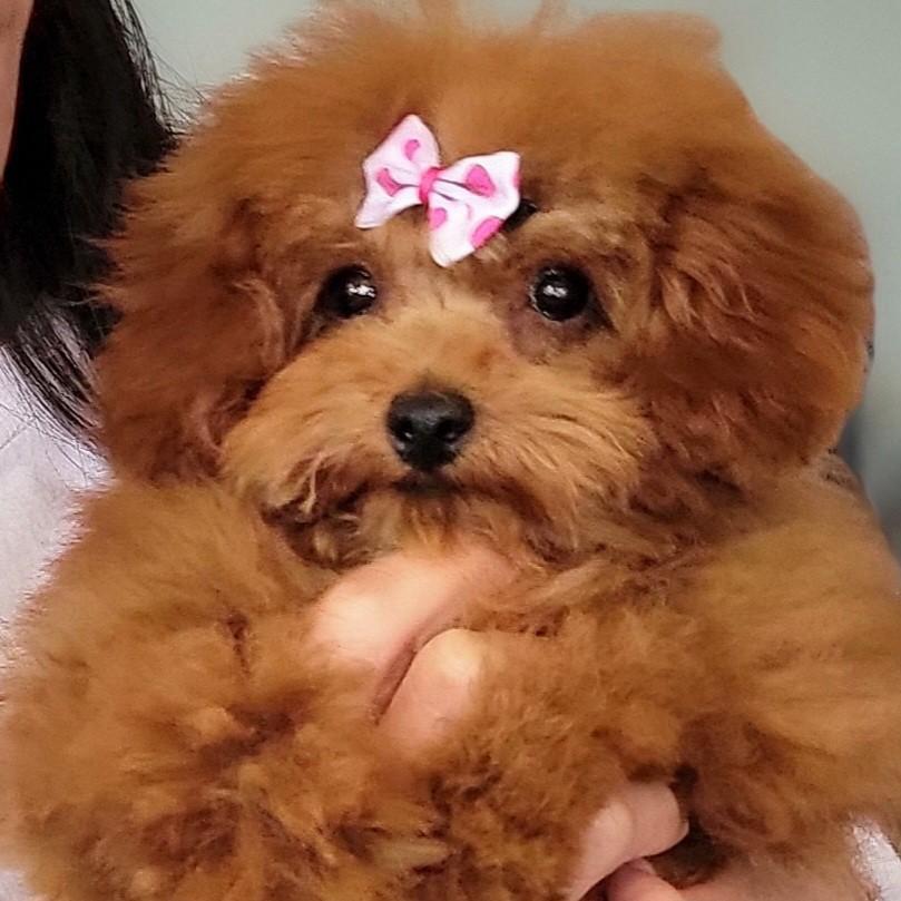 Two red Toy Poodle puppies held up together