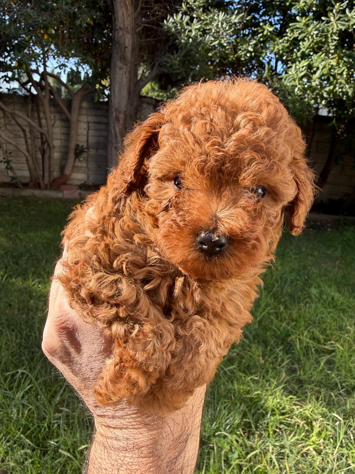 Red Toy Poodle puppy held in grass