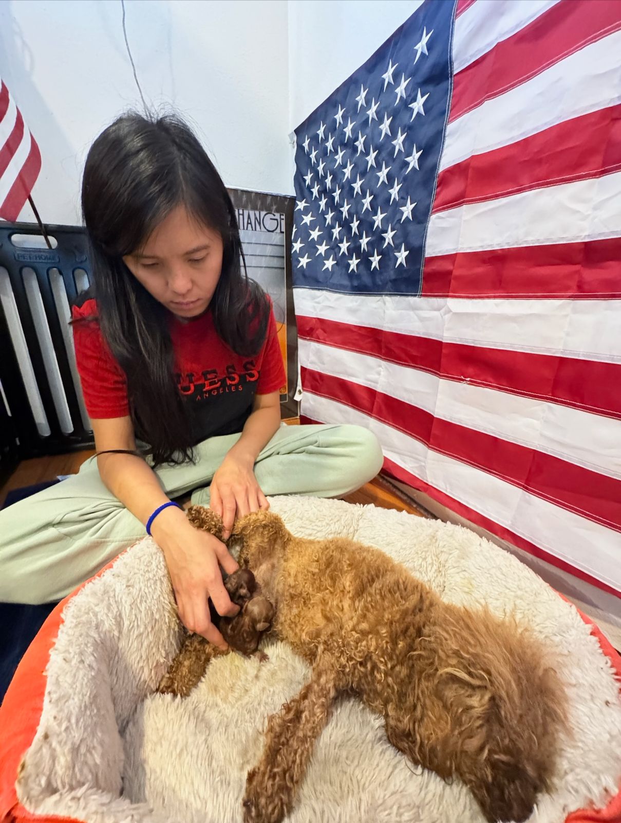 Woman sitting with a poodle mom and her newborn puppies, American flag in background