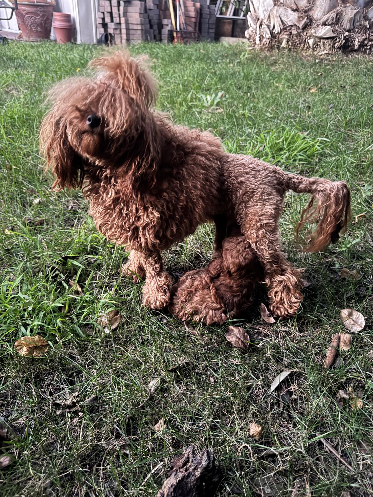 Adult red Toy Poodle playing in the yard