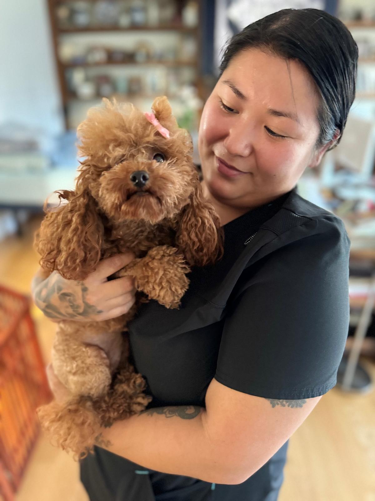 Woman holding a red Toy Poodle puppy with a pink bow