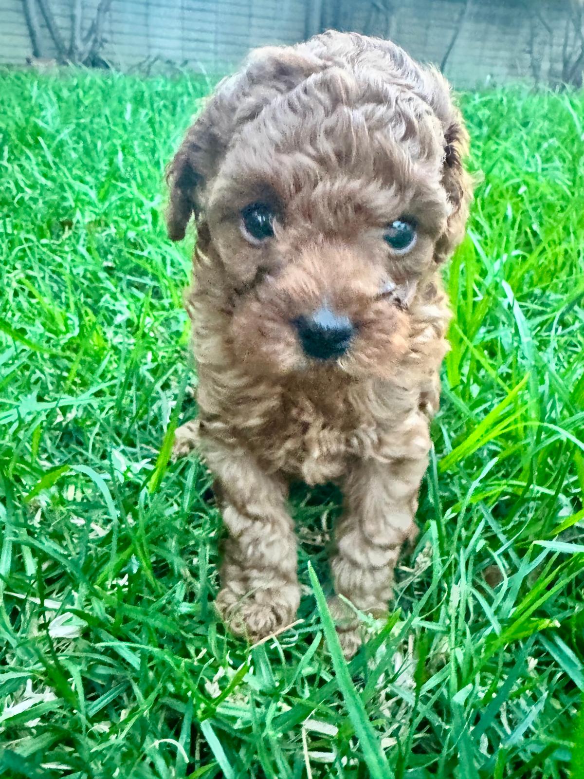 Red Toy Poodle puppy walking through grass