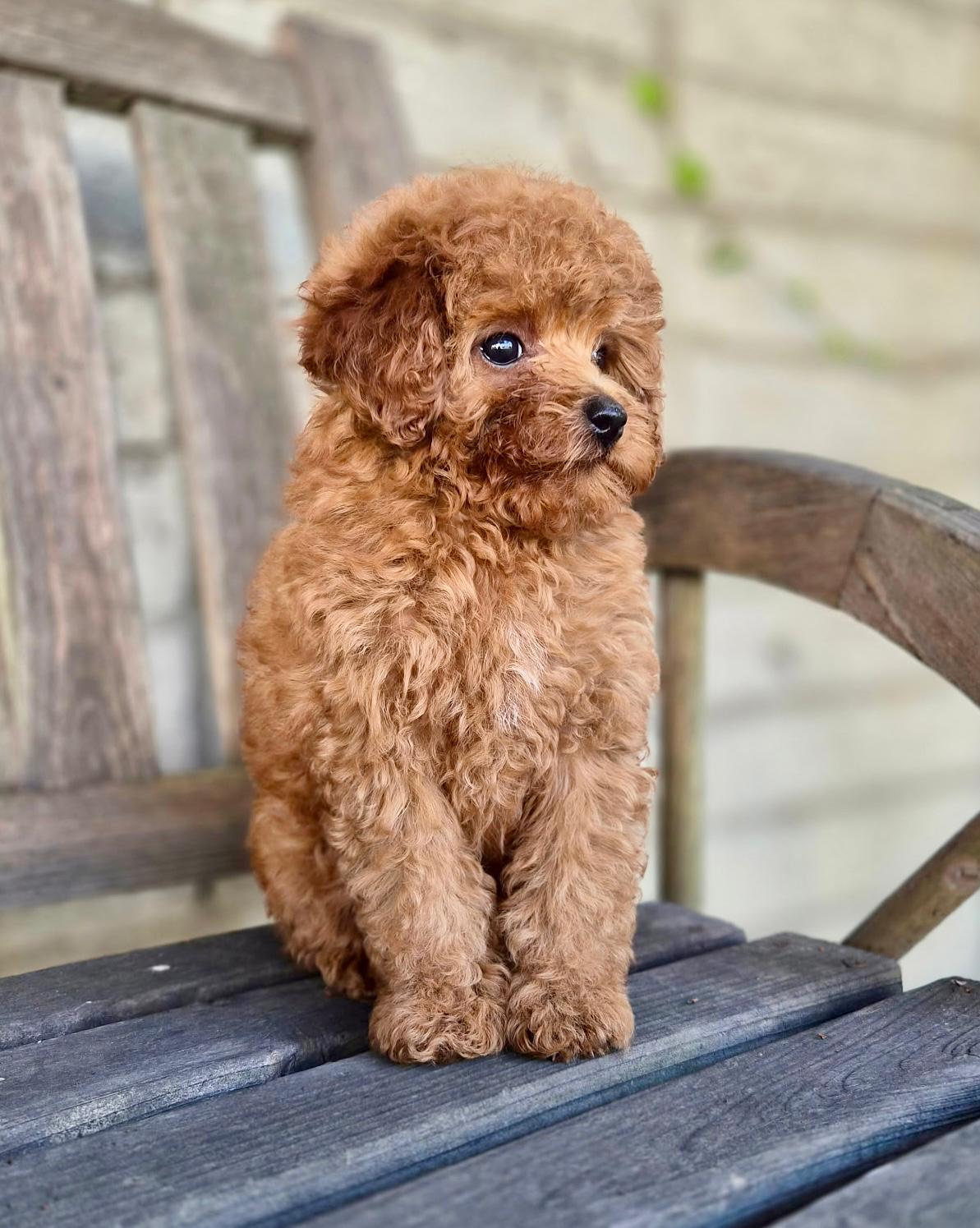 Red Toy Poodle puppy sitting on a wooden chair