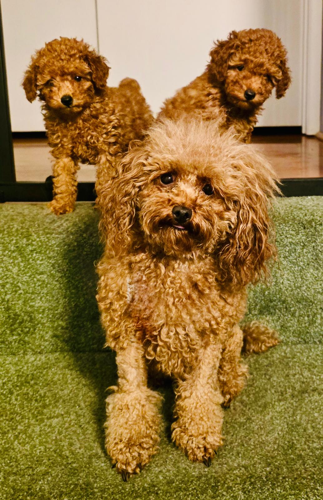 Two Toy Poodles on green grass
