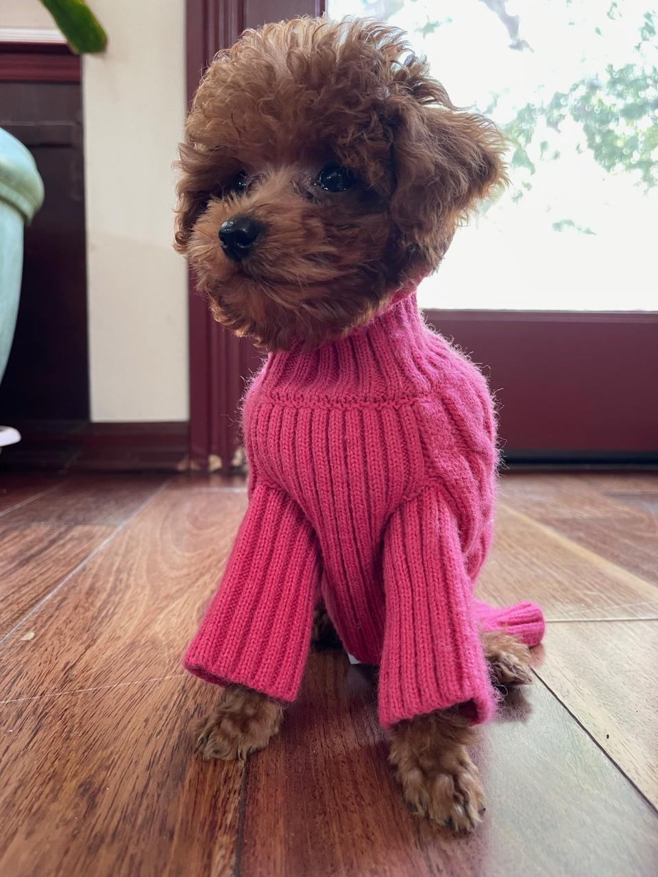 Red Toy Poodle close up portrait