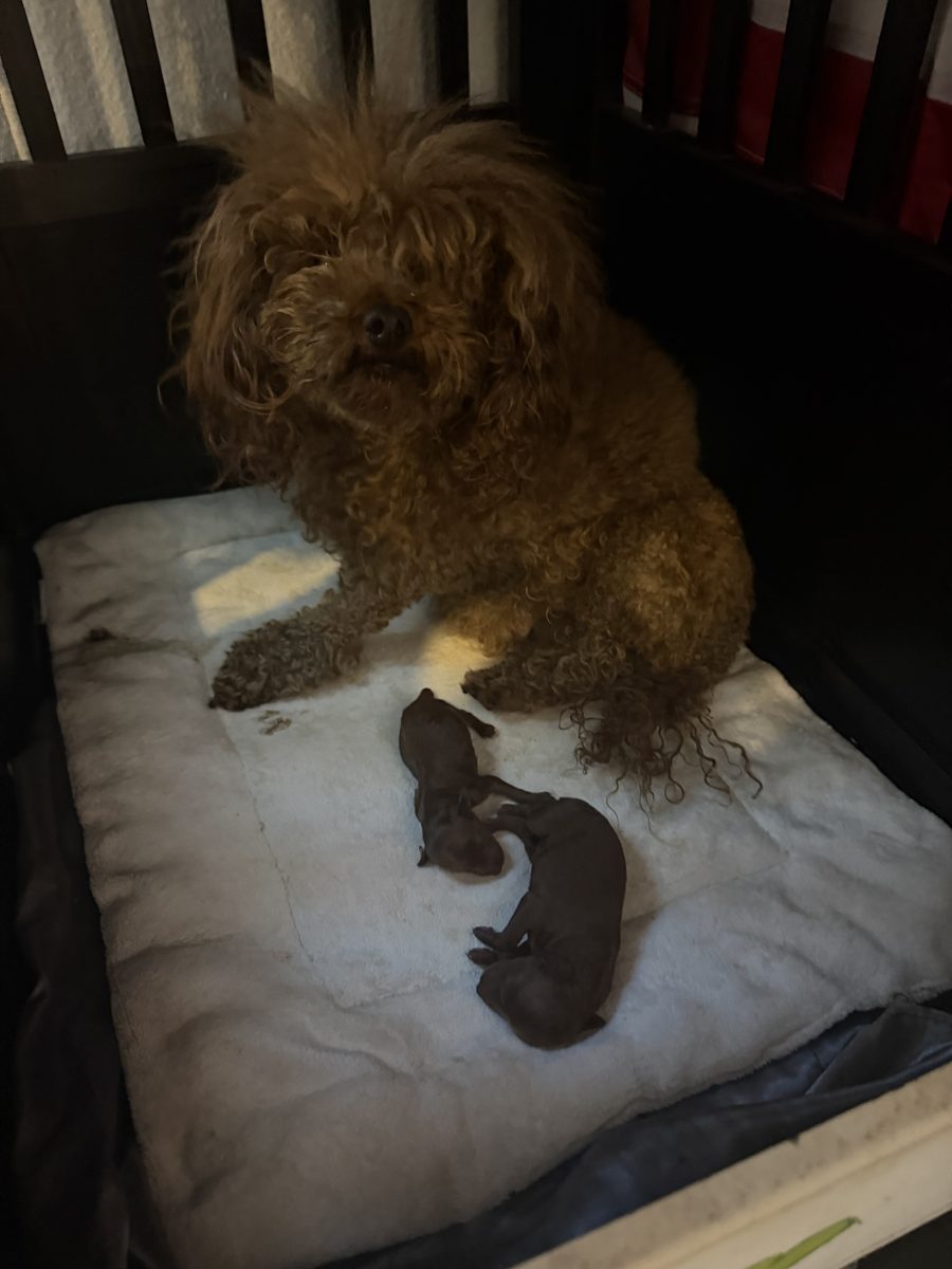 A newborn red Toy Poodle puppy from the Pepe x Poppy litter, held in two hands
