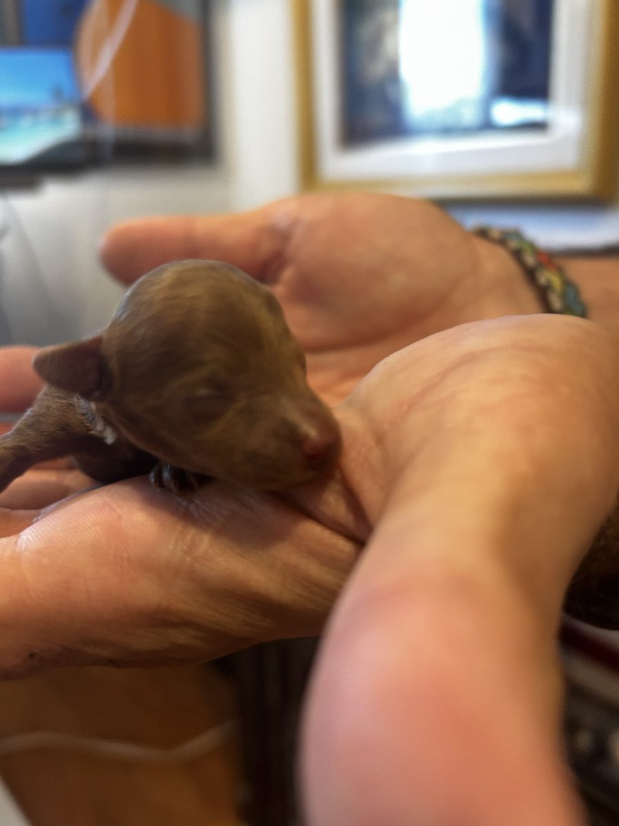 A newborn red Toy Poodle puppy from the October 2026 Pepe x Poppy litter