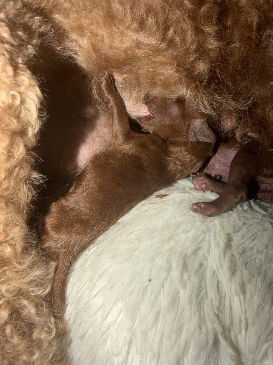 Newborn red Toy Poodle puppy nursing on Poppy