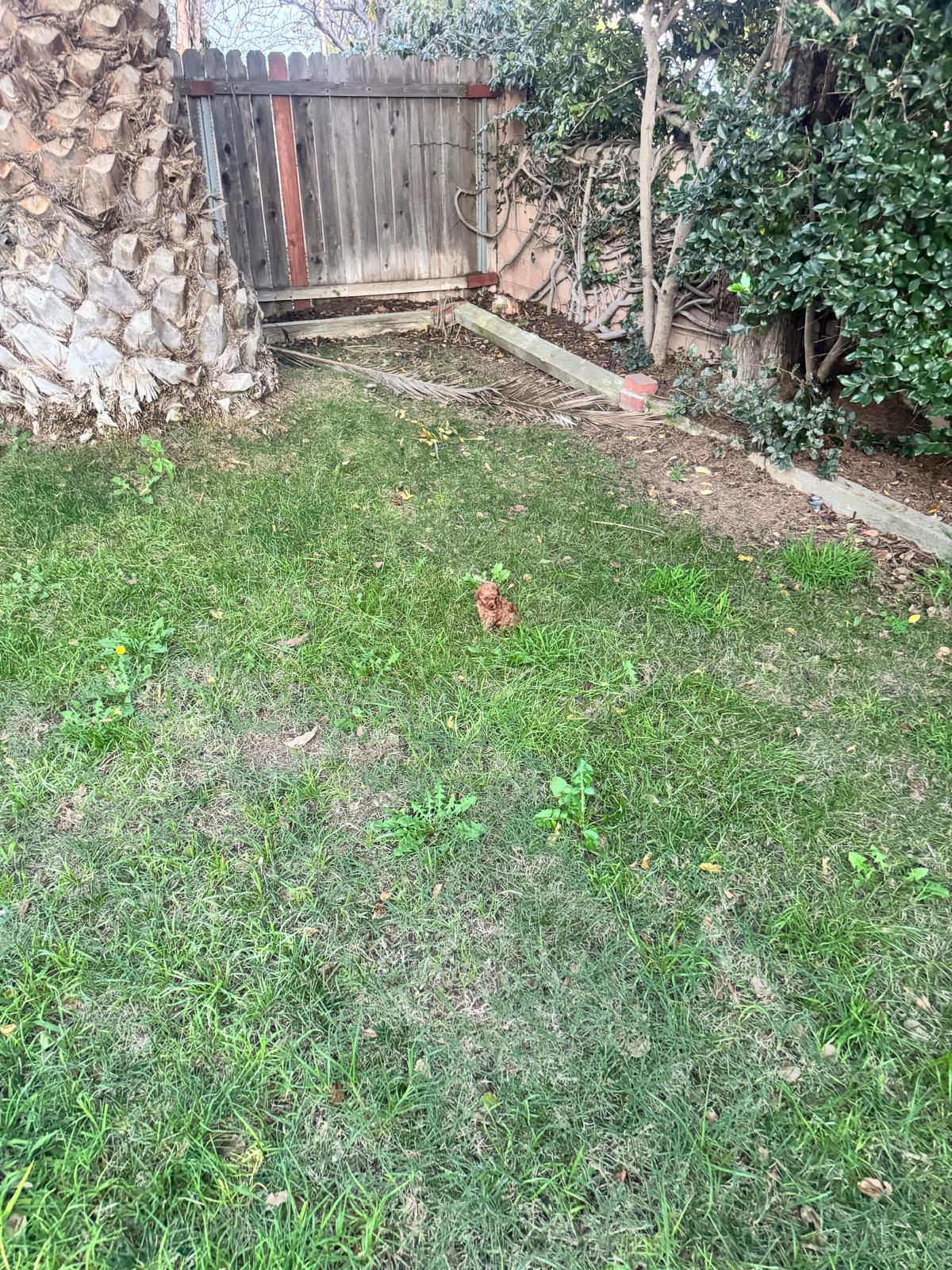 Red Toy Poodle puppy alone in the backyard