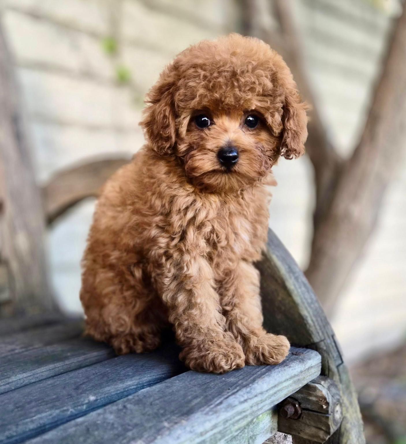 Deep red Toy Poodle puppy sitting on a bench, showing rich coat color